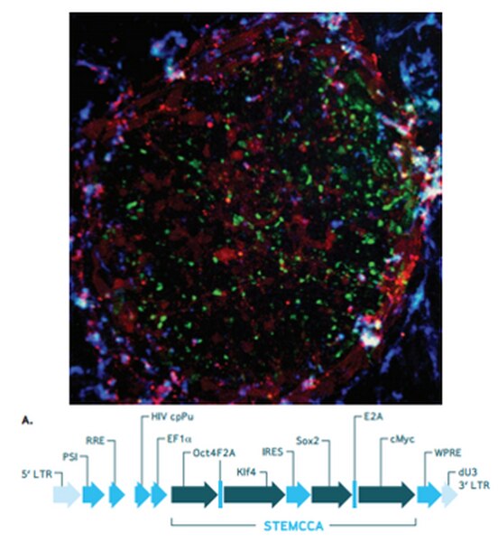 STEMCCA Cre-Excisable Constitutive Polycistronic (OKSM) Lentivirus ...